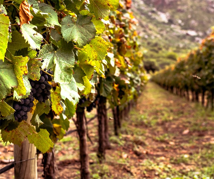 Itervitis