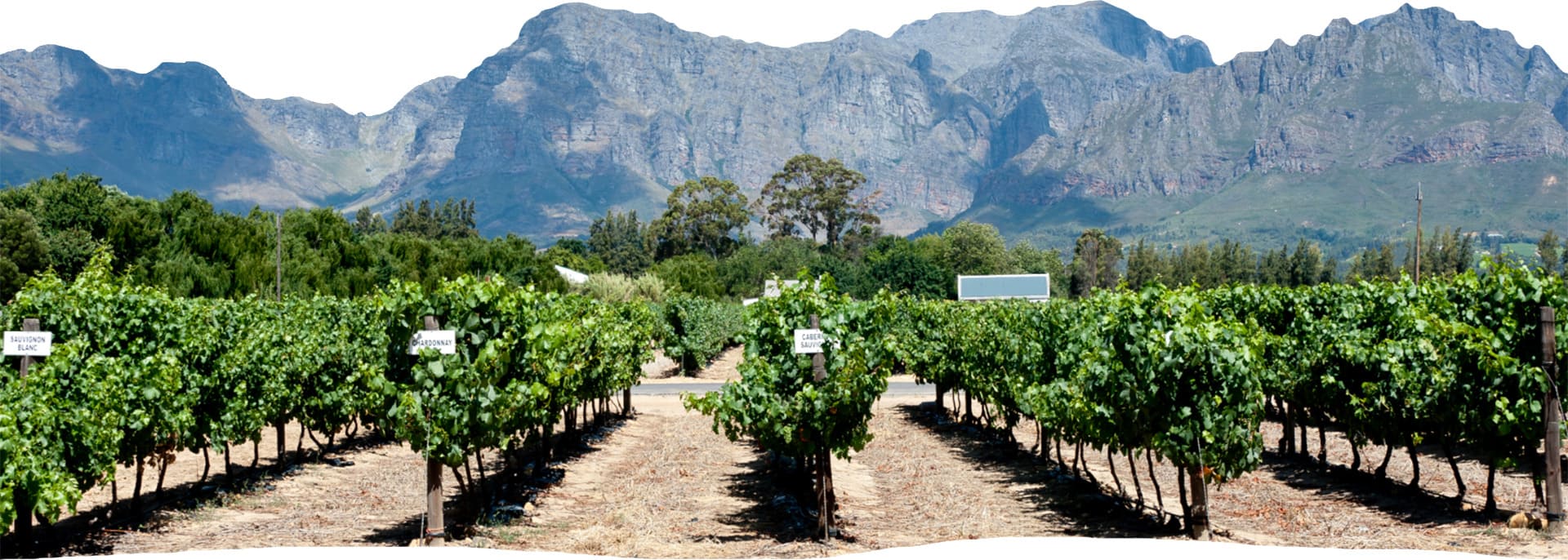 Wine farm