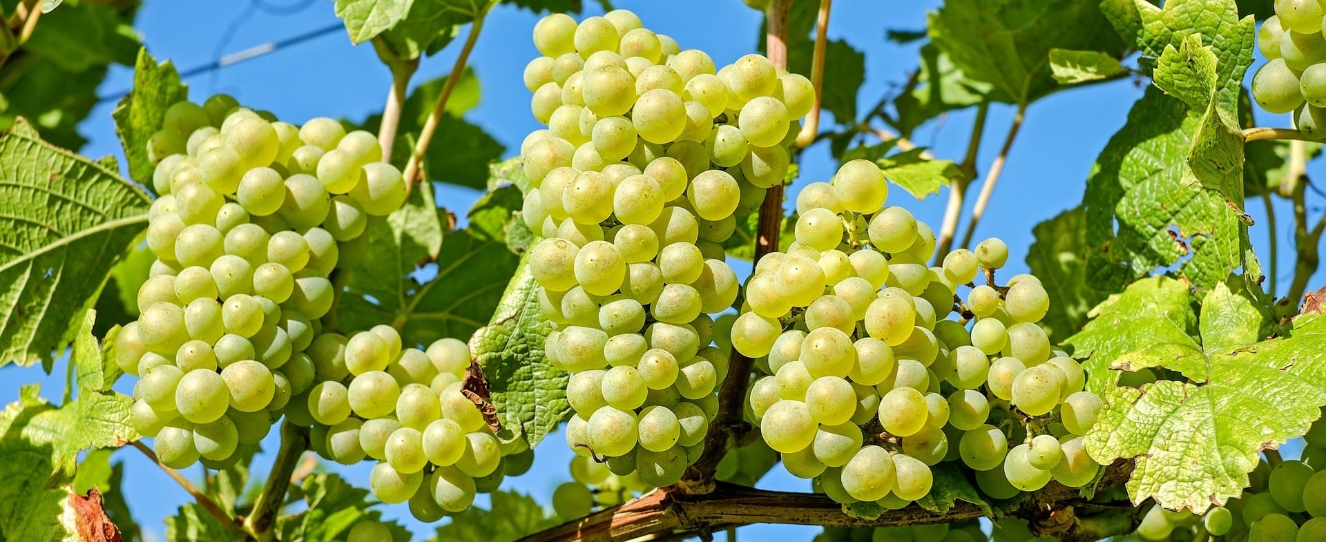 Η Συμμετοχή μας στο Iter Vitis
